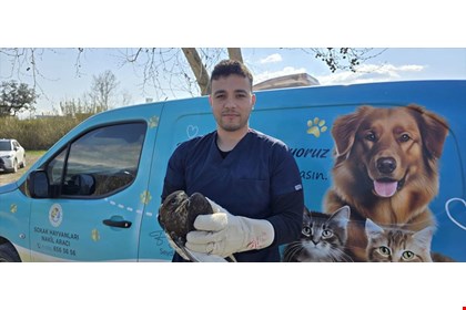 SEYDİKEMER’DE YARALI ŞAHİN TEDAVİ ALTINA ALINDI